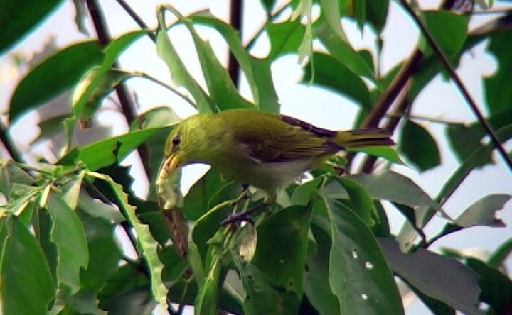 Rufous-headed Tanager - ML327058521