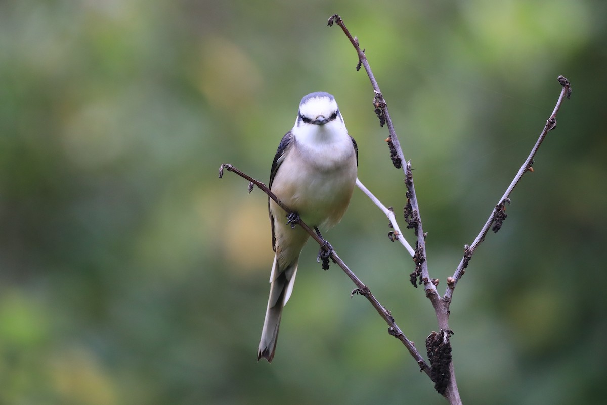 Brown-rumped Minivet - ML327059131