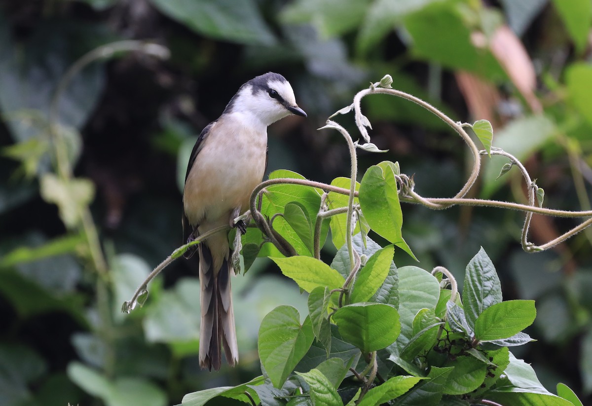 Brown-rumped Minivet - ML327059141