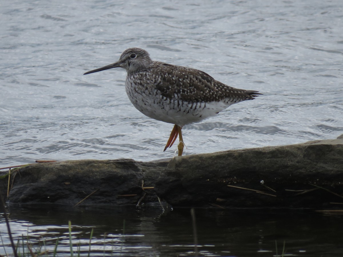 Greater Yellowlegs - John Keane