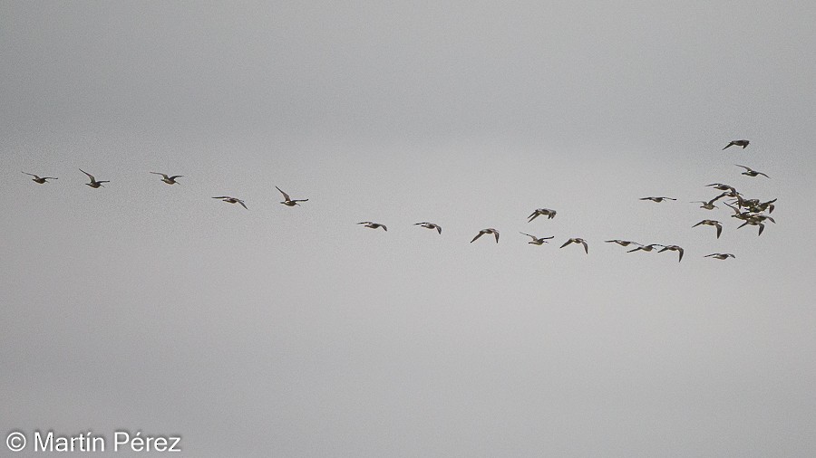 Eurasian Whimbrel - ML327059851