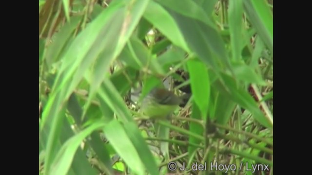 Streak-capped Antwren - ML327060841