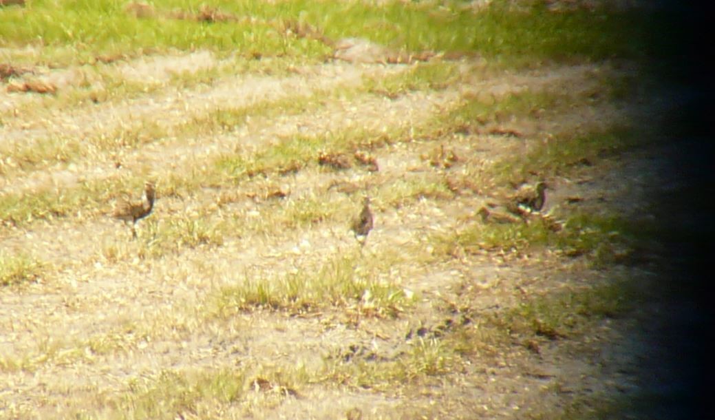 Buff-breasted Sandpiper - ML32706131