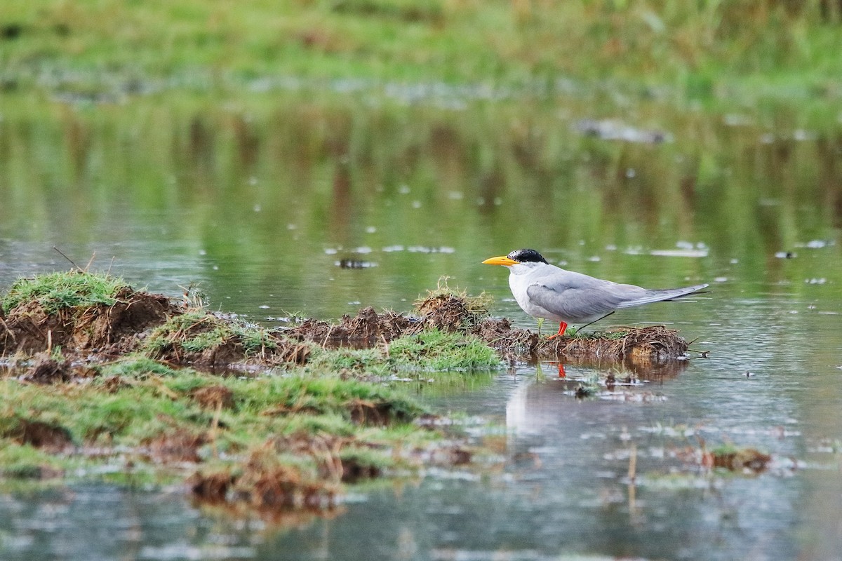 River Tern - ML327061841