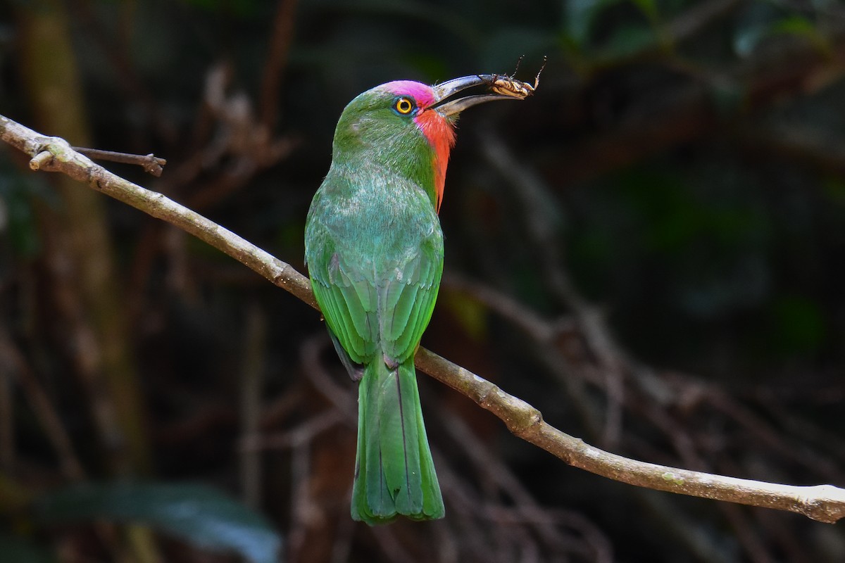 Red-bearded Bee-eater - Poomrapee Buranasomtob