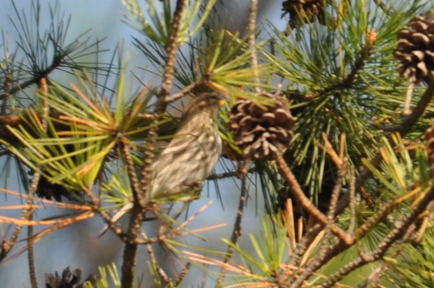 Common Redpoll - ML32706511