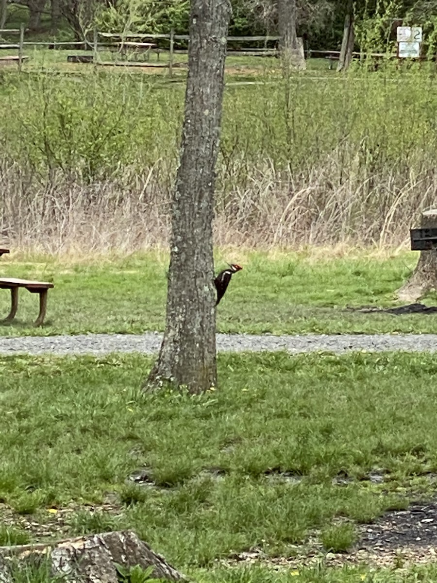 Pileated Woodpecker - ML327065931