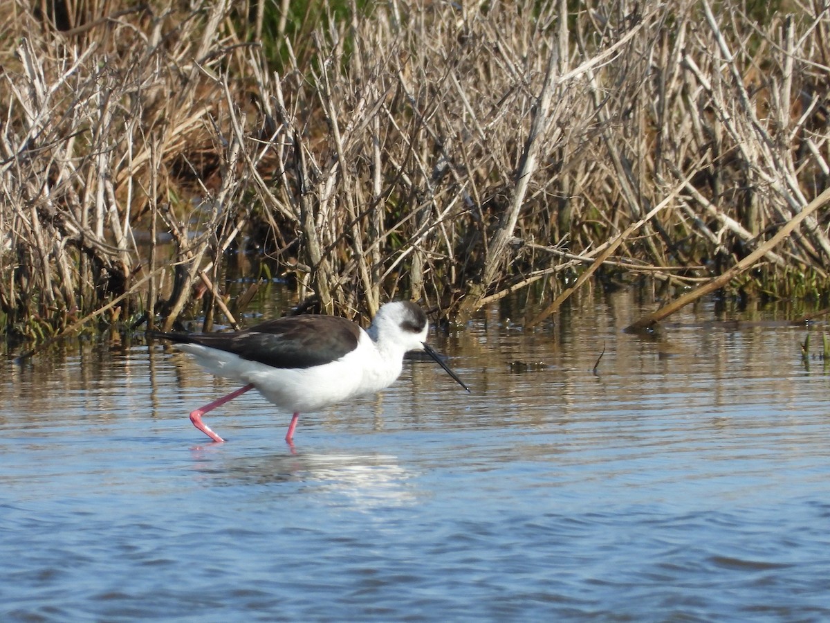 Black-winged Stilt - ML327065951