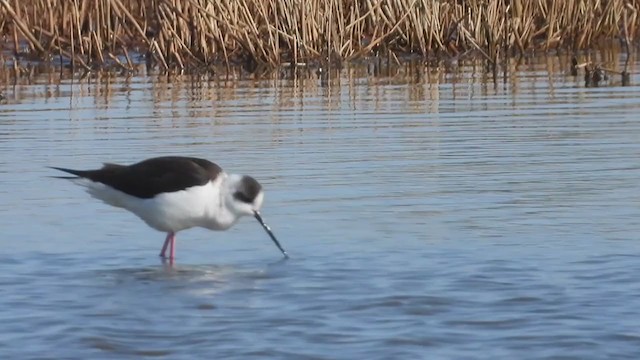 Black-winged Stilt - ML327066161