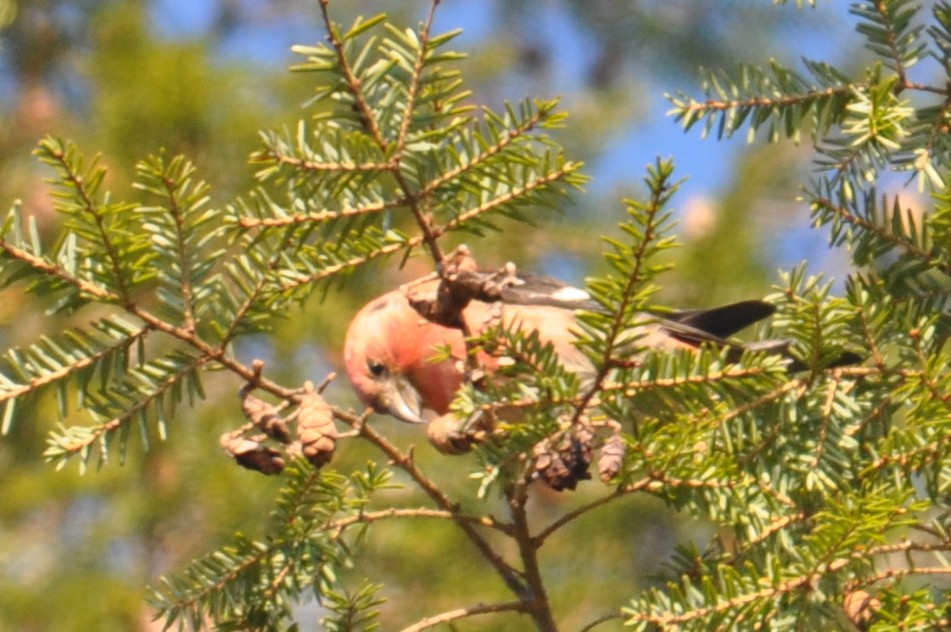 White-winged Crossbill - ML32706671