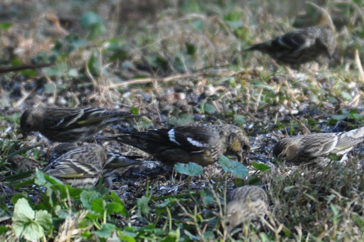 White-winged Crossbill - ML32706681