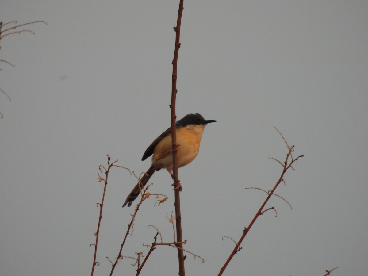 Ashy Prinia - ML327067341