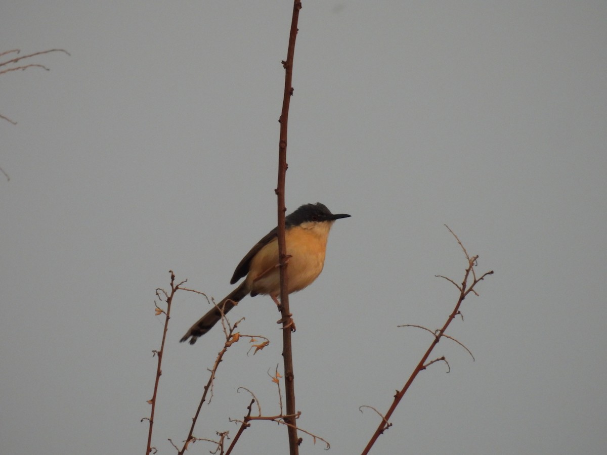 Ashy Prinia - ML327067351