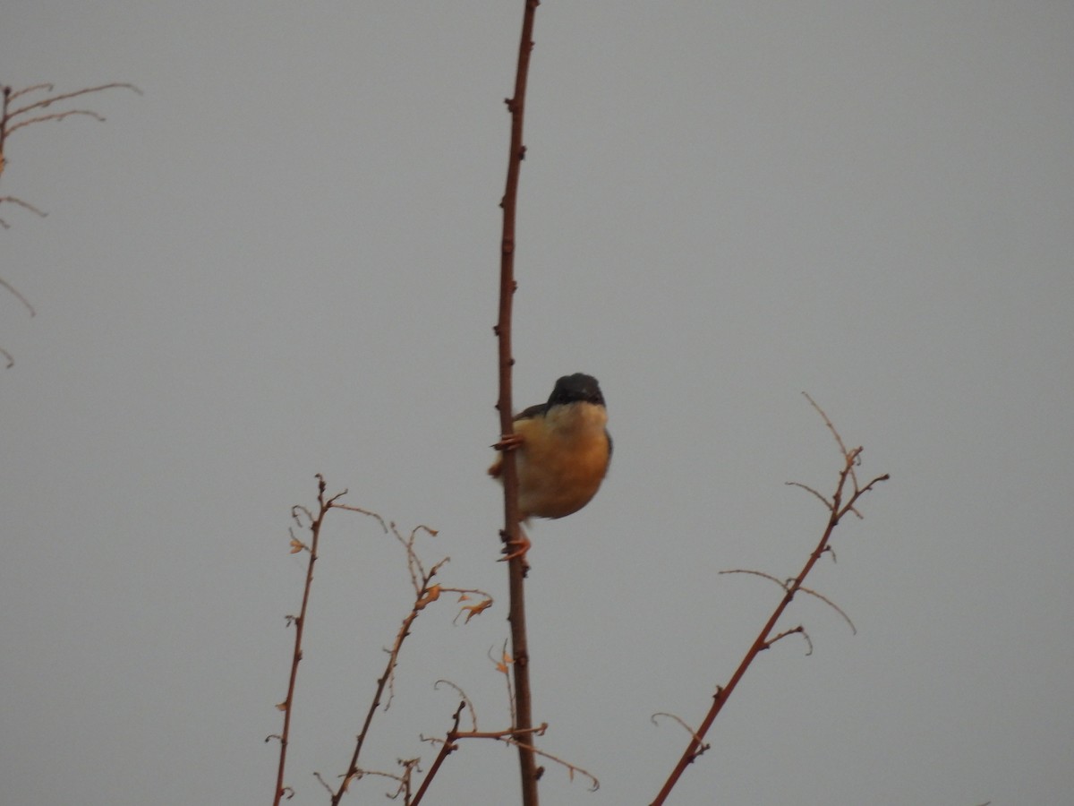 Ashy Prinia - ML327067371