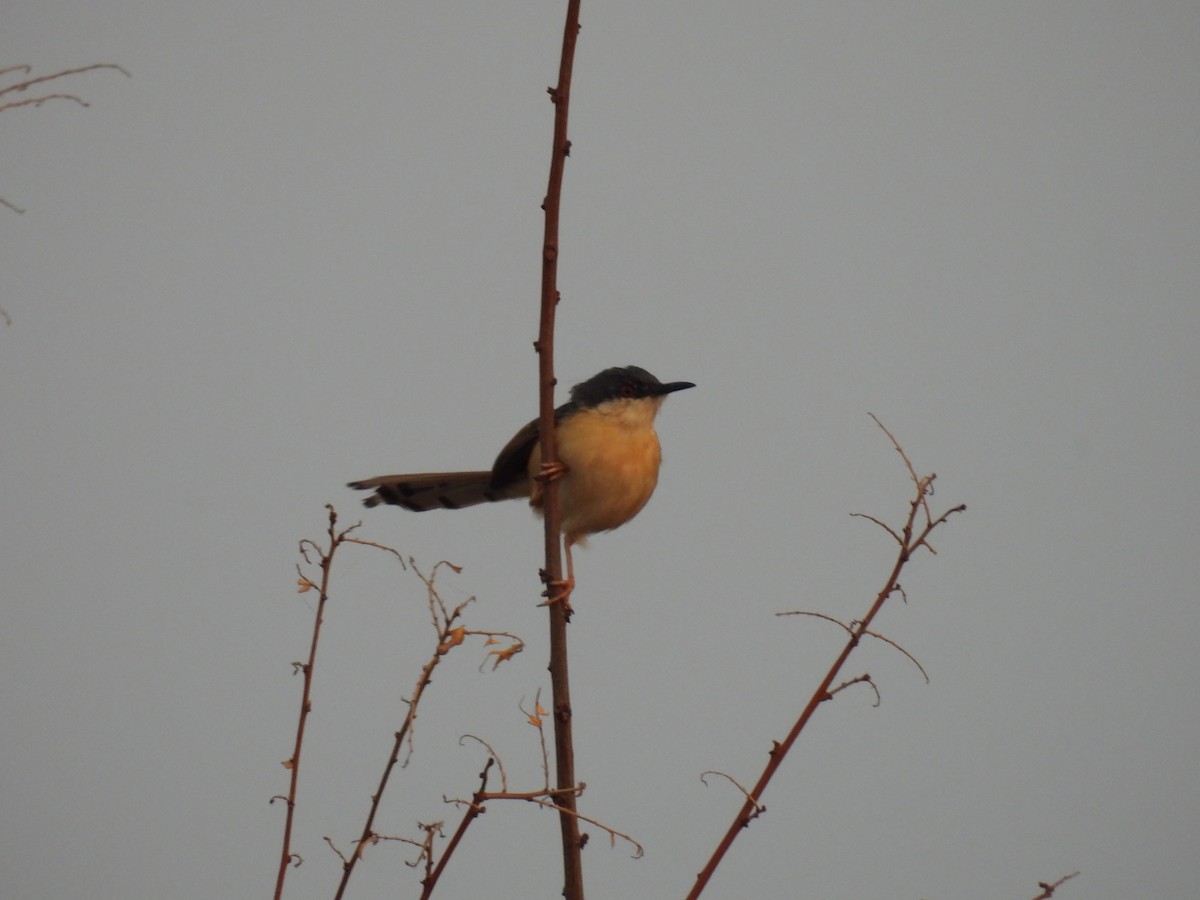 Ashy Prinia - ML327067401