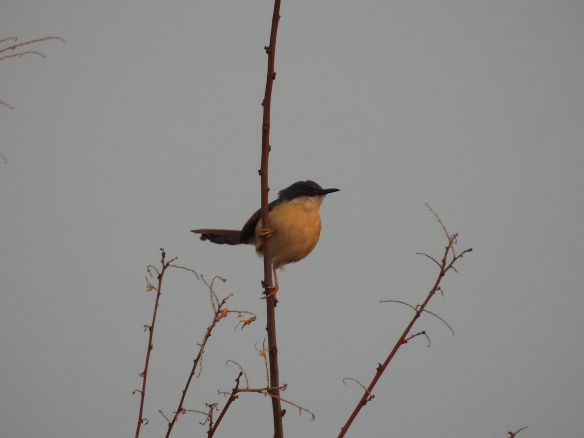 Ashy Prinia - ML327067411