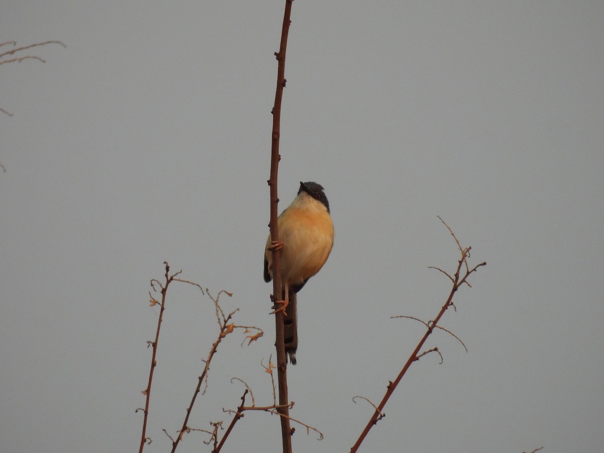 Ashy Prinia - ML327067421