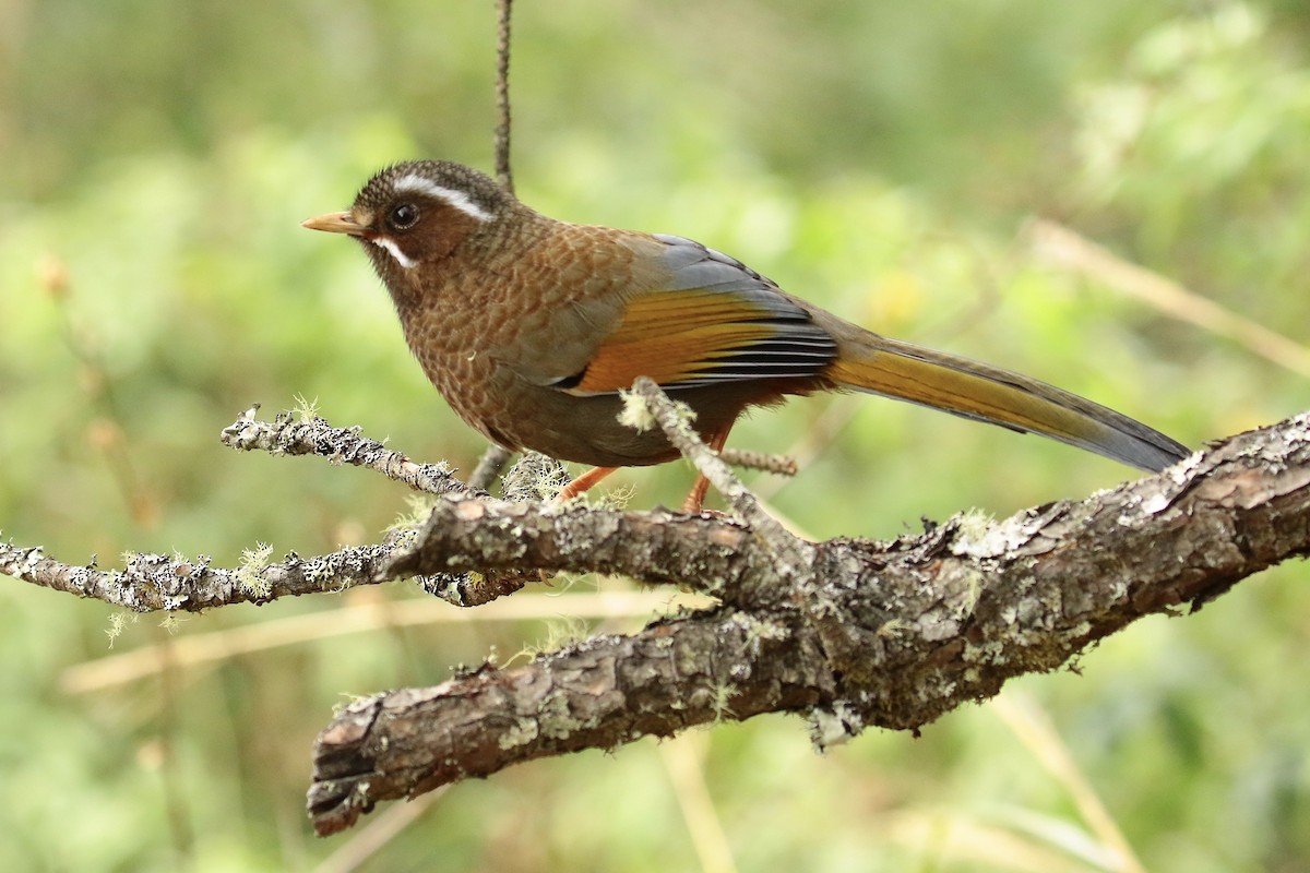 White-whiskered Laughingthrush - ML327068511