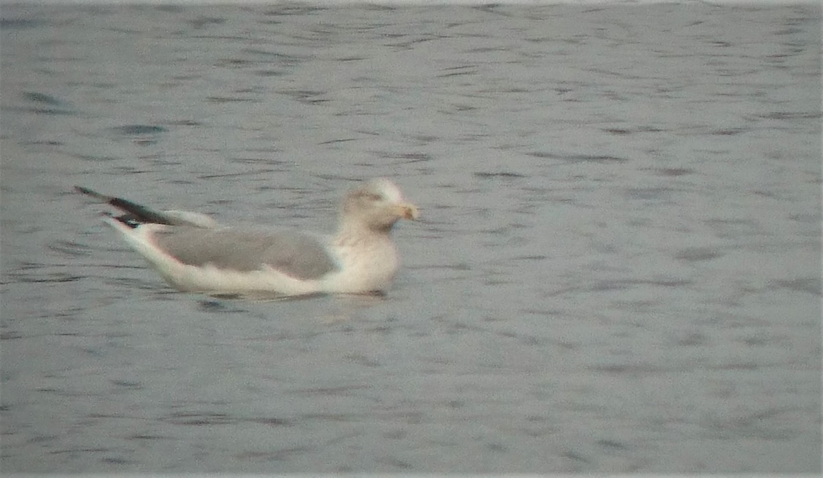 Gaviota Argéntea Europea - ML327069651