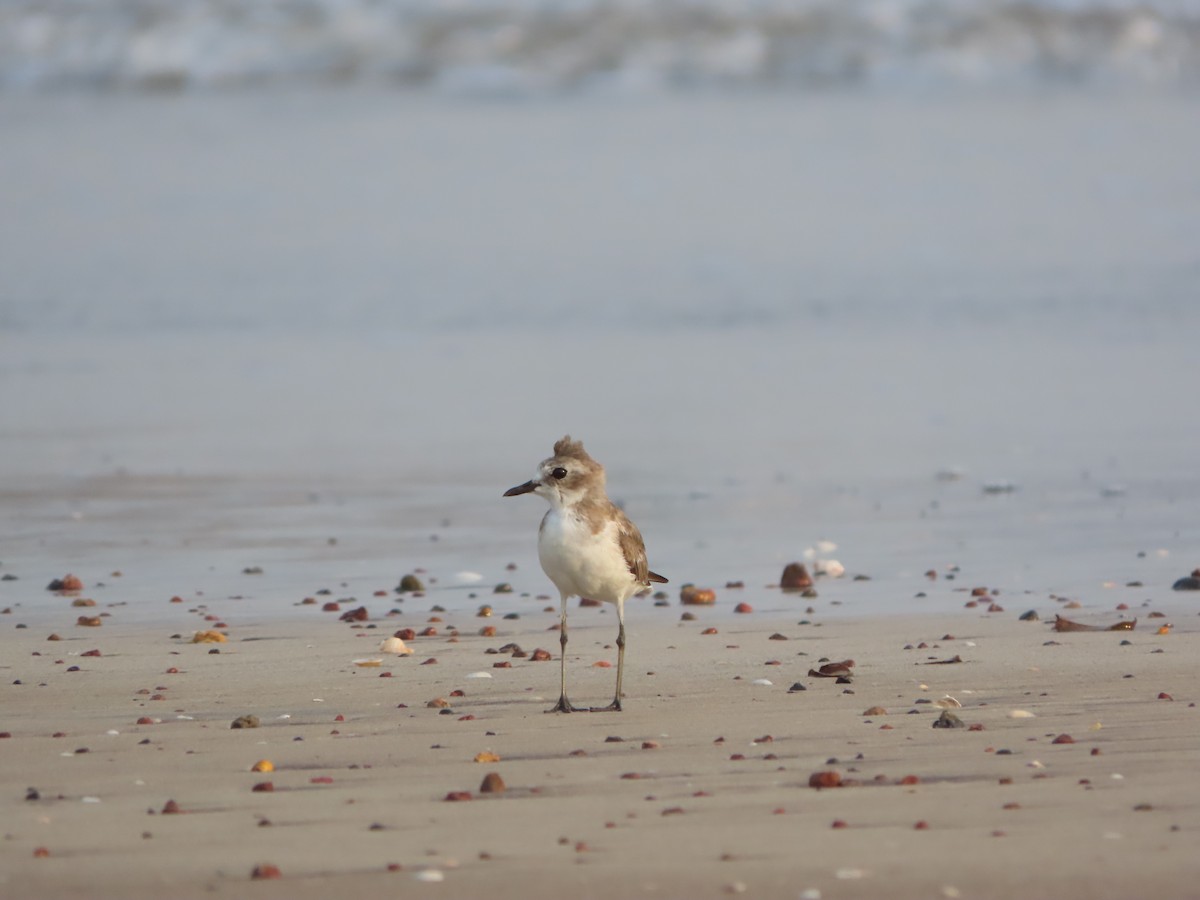 Greater Sand-Plover - ML327070011