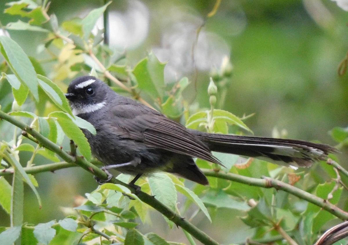 White-throated Fantail - ML327070881