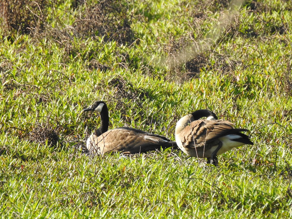 Canada Goose - ML327071651