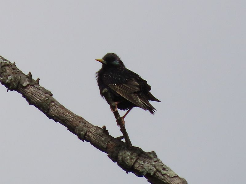 European Starling - ML327074131