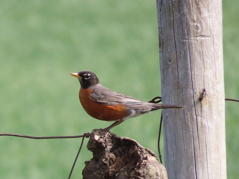 American Robin - Tracy The Birder