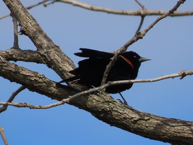 Red-winged Blackbird - ML327074161