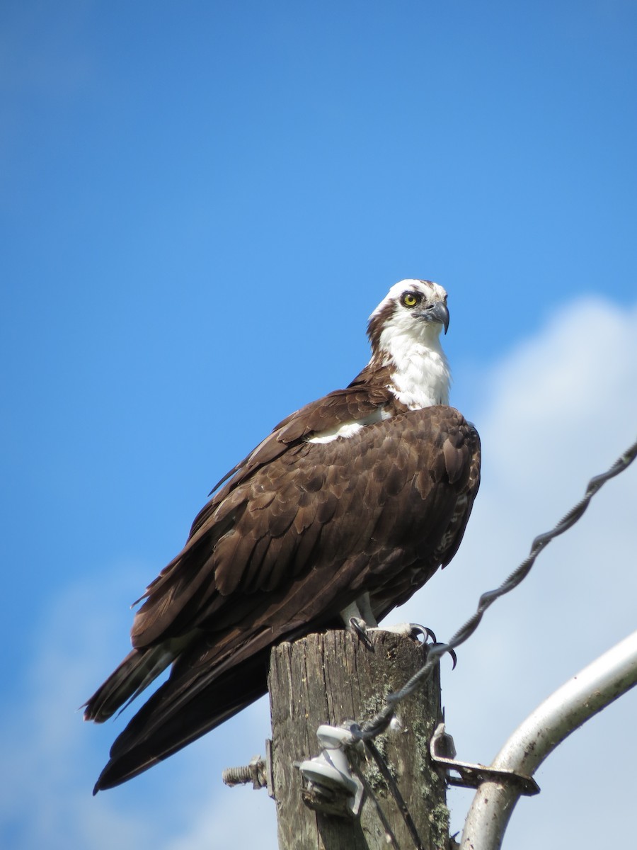 Osprey - Sara Miller