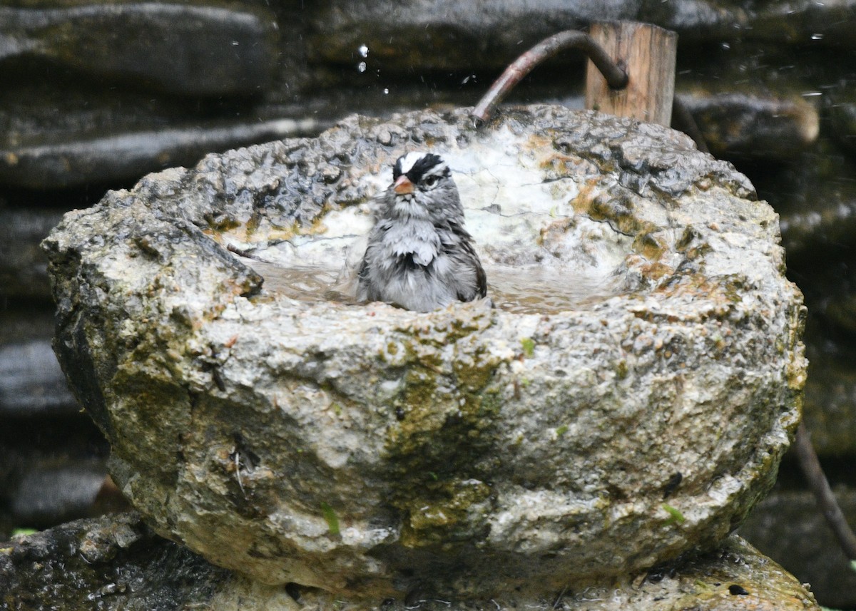 White-crowned Sparrow - ML327074981