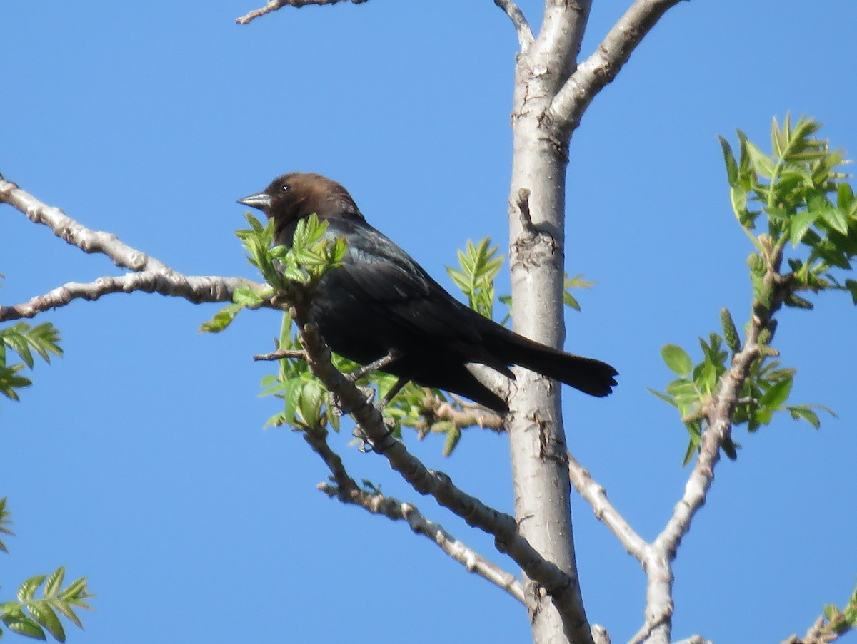 Brown-headed Cowbird - ML327075261