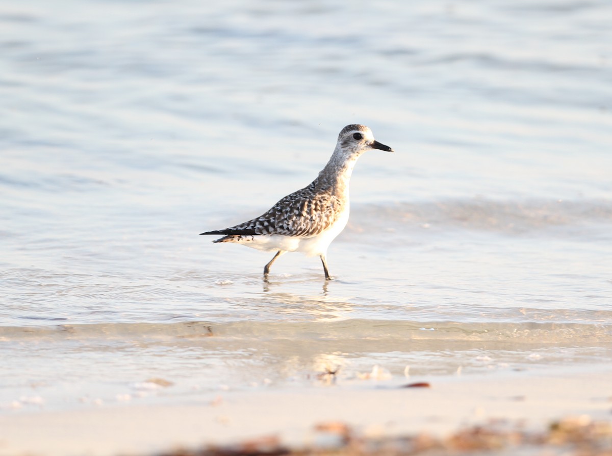 American Golden-Plover - ML327078971