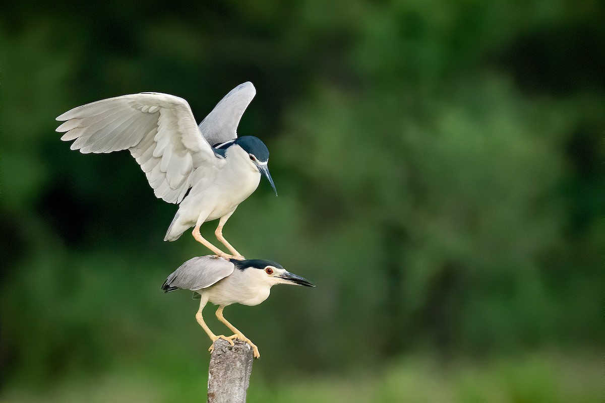 Black-crowned Night Heron - ML327080891