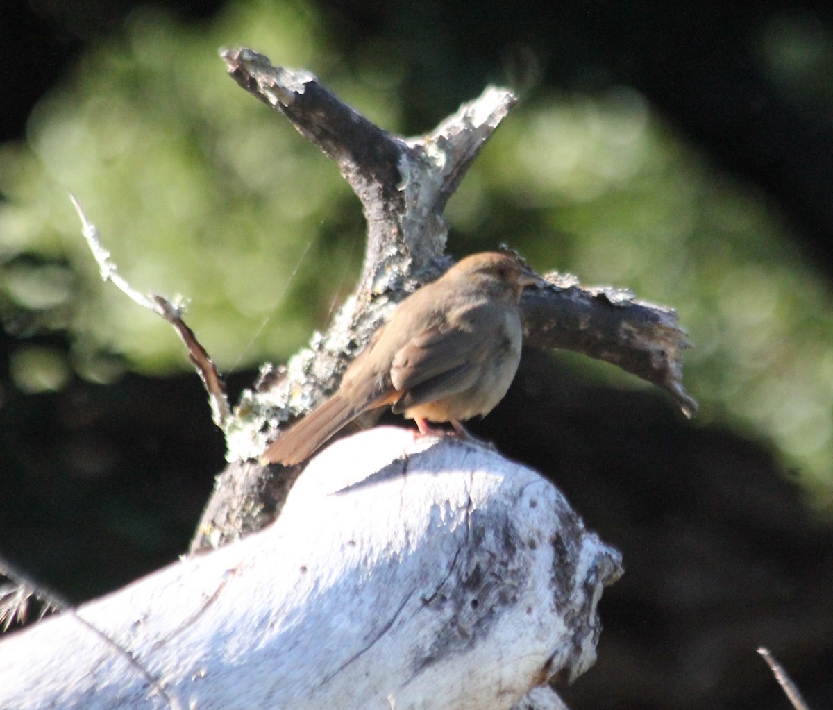 California Towhee - ML327082391