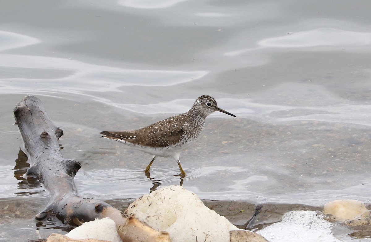 Solitary Sandpiper - ML327084561