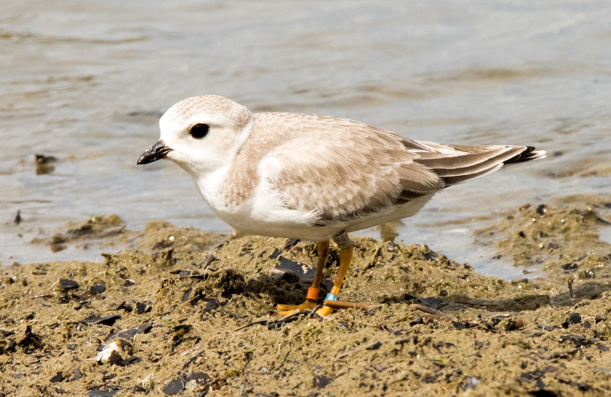 Piping Plover - ML32708551