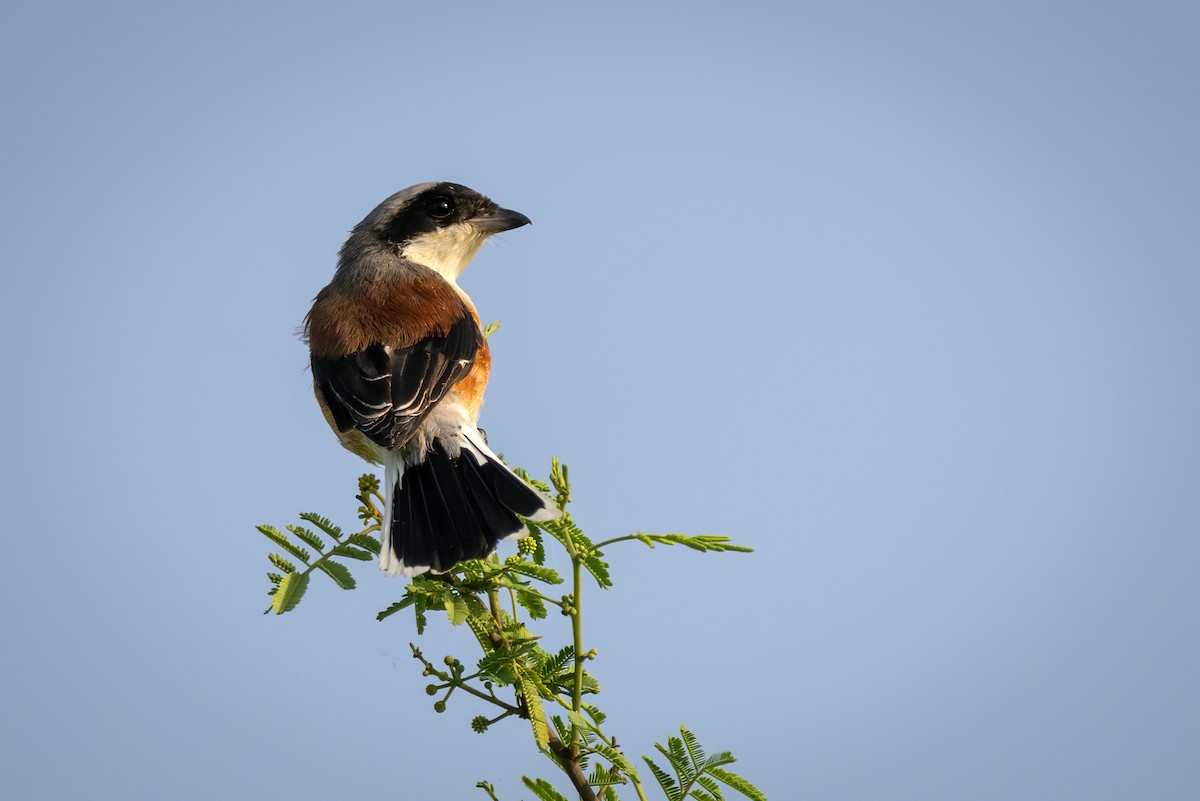 Long-tailed Shrike - ML327086611