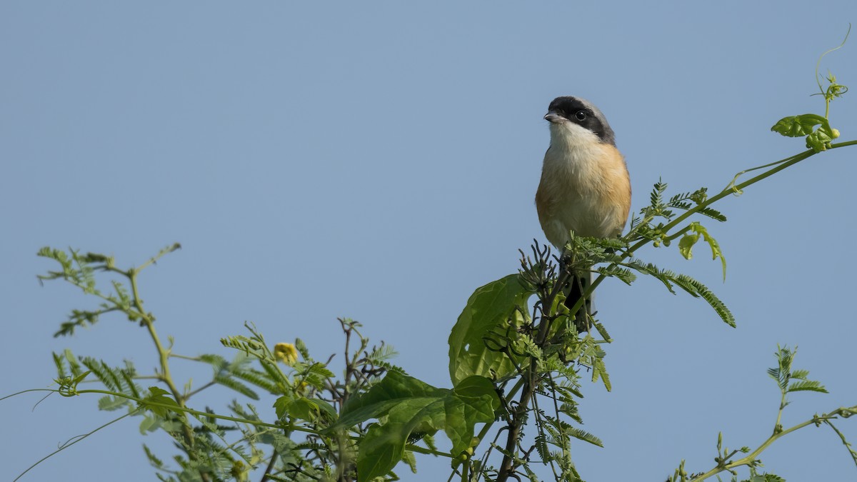 Long-tailed Shrike - ML327086621