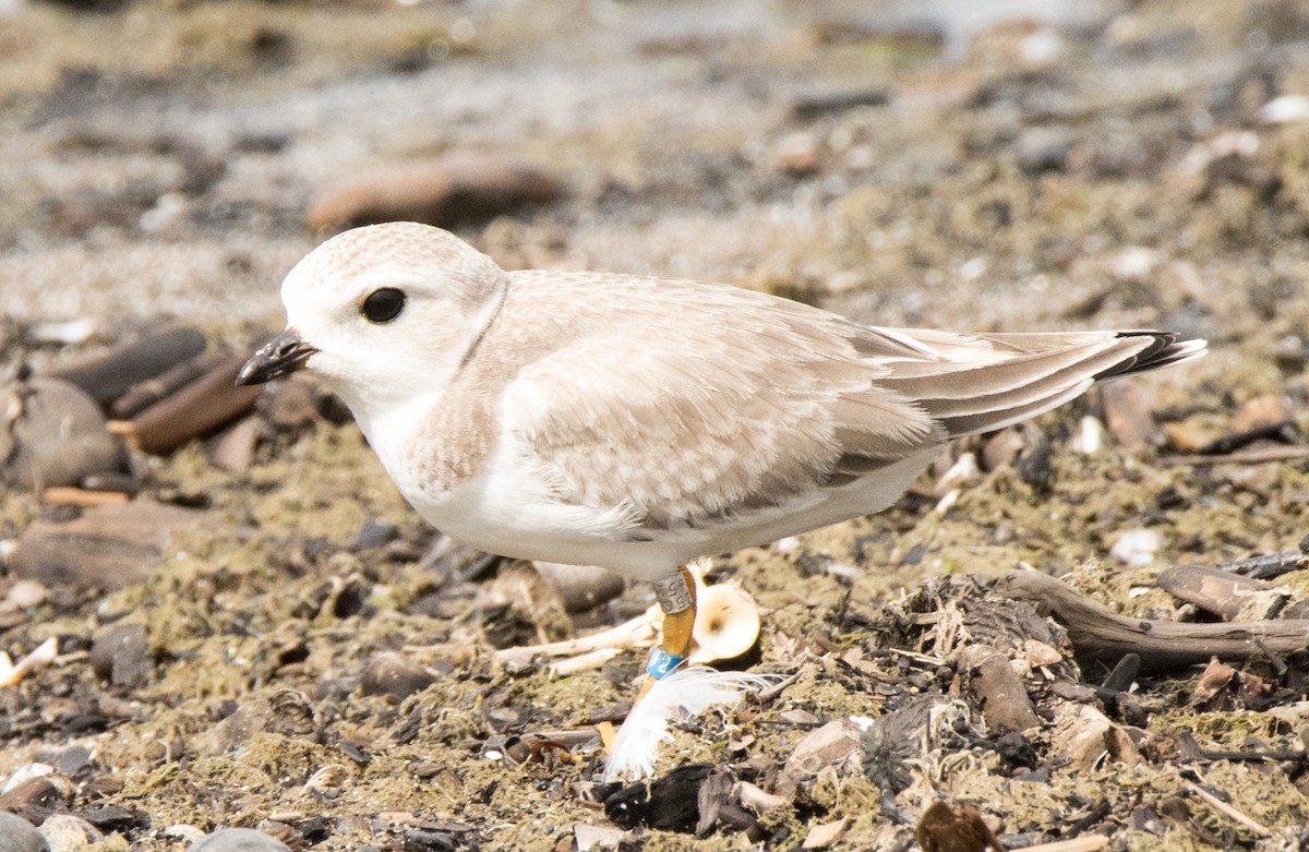 Piping Plover - ML32708681