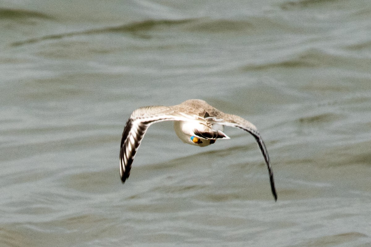 Piping Plover - ML32708841