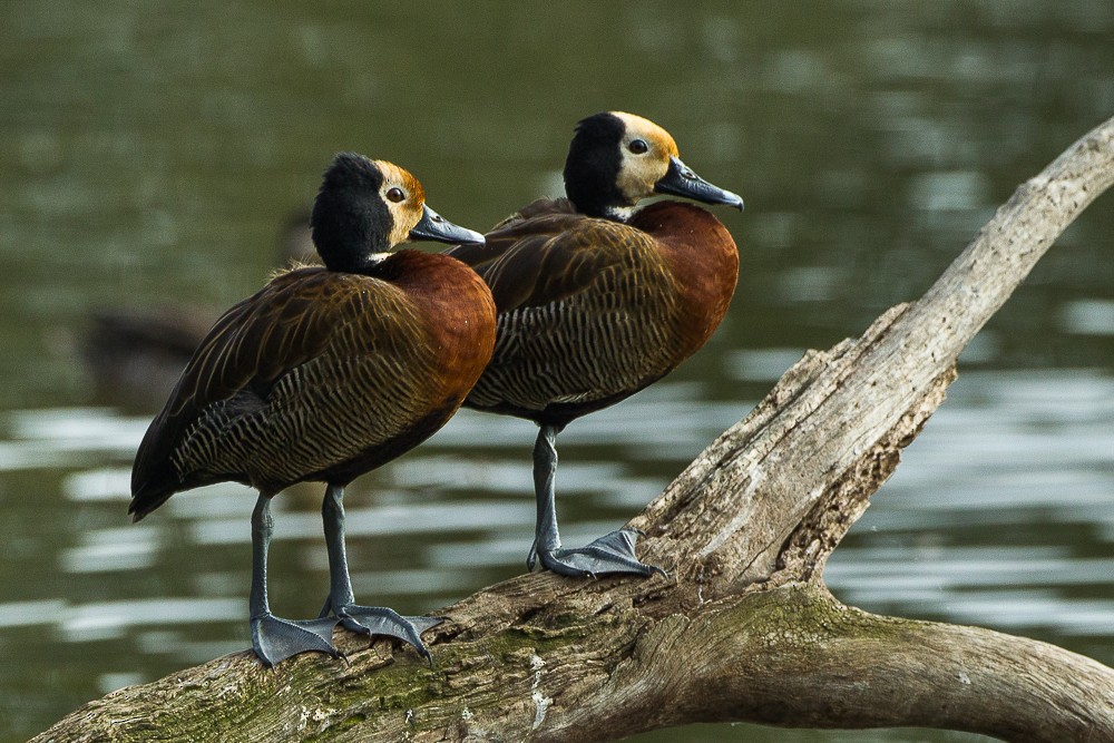 White-faced Whistling-Duck - ML327088551