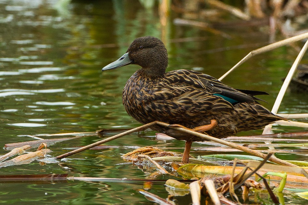 Canard de Meller - ML327088621