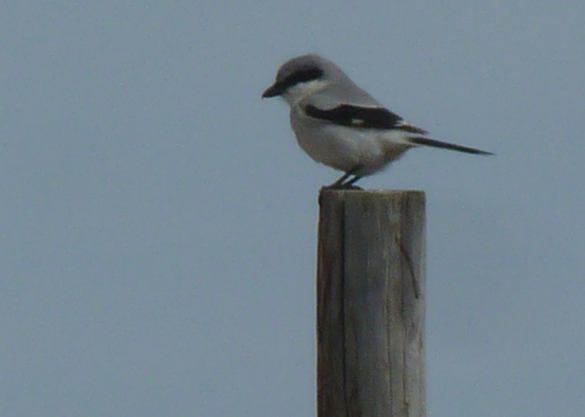 Loggerhead Shrike - Mary Burger