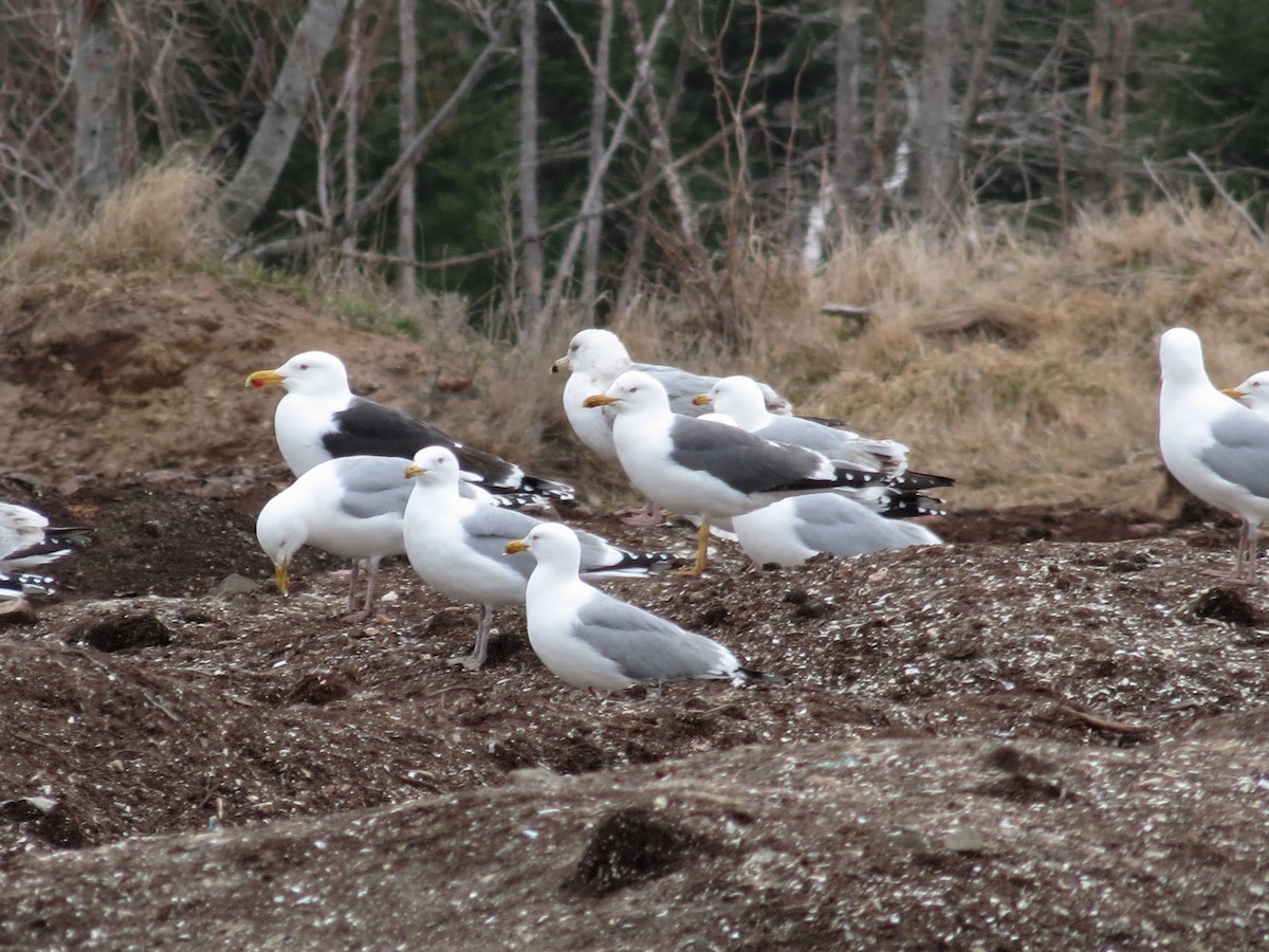 Lesser Black-backed Gull - ML327089231