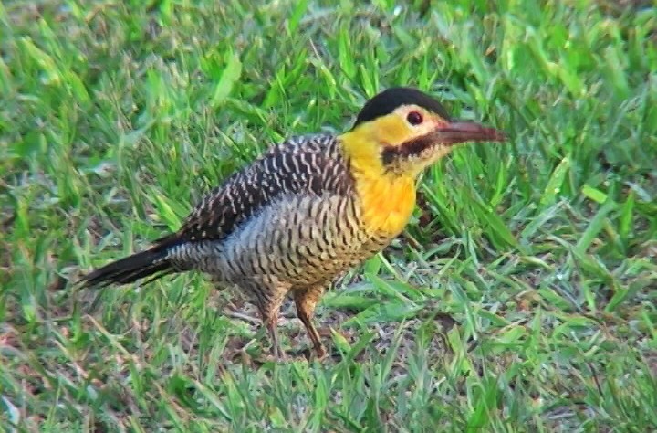 Carpintero Campestre (campestroides) - ML327089361