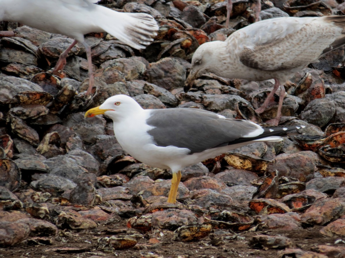 Lesser Black-backed Gull - ML327089511