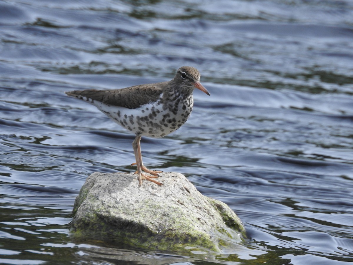 Spotted Sandpiper - ML327090221