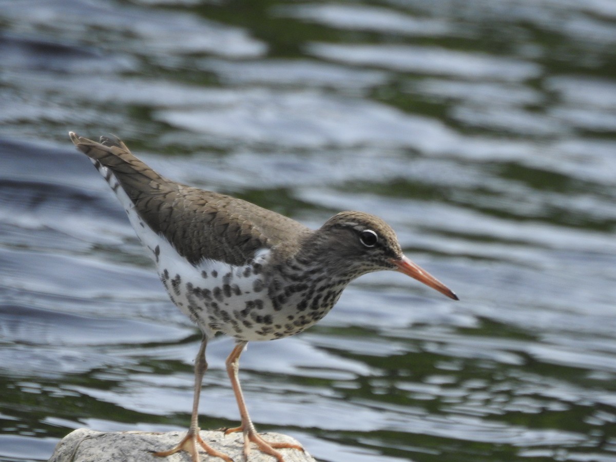 Spotted Sandpiper - ML327090231