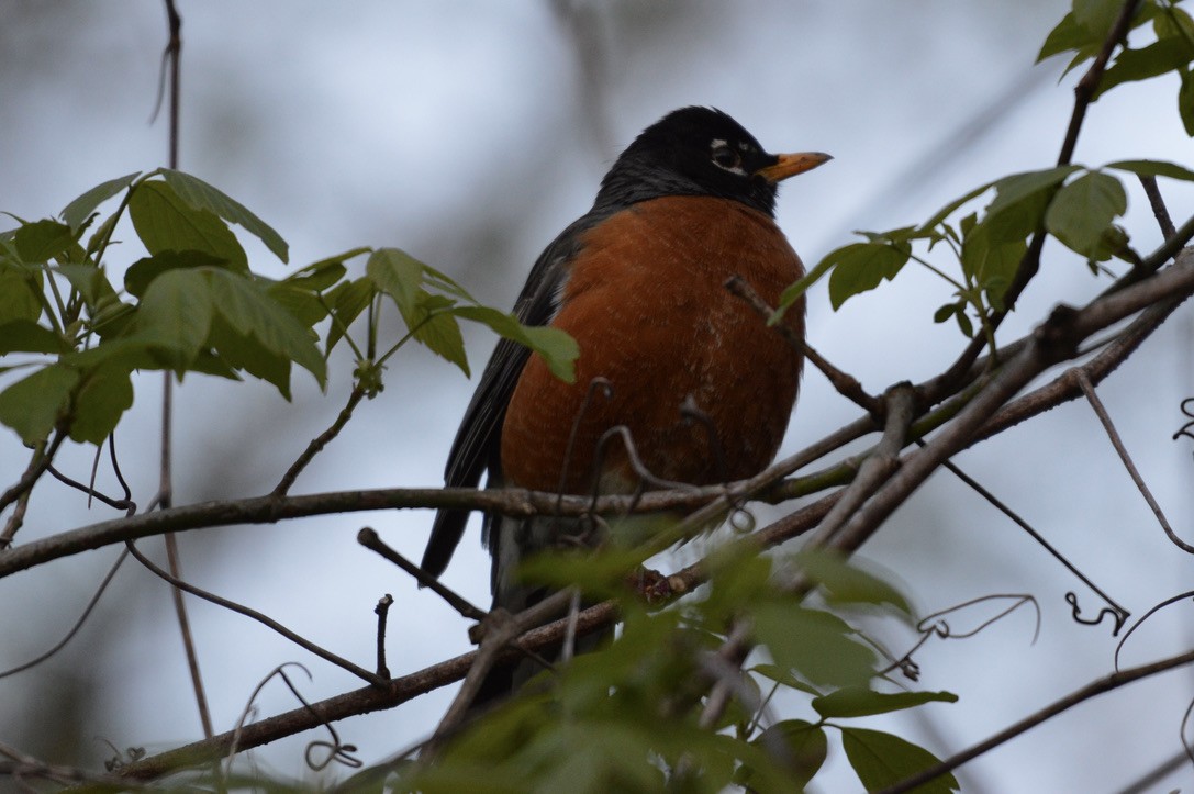 American Robin - ML327090451